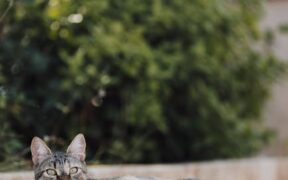 Cat flattening ears and guarding belly digestive pain