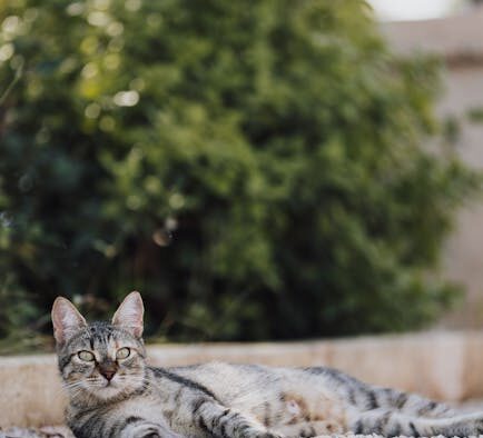 Cat flattening ears and guarding belly digestive pain