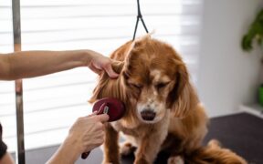 Reducing Shedding Through Grooming