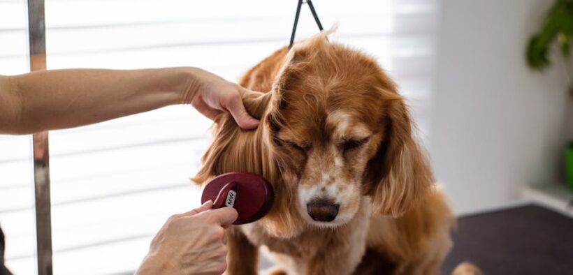 Reducing Shedding Through Grooming