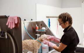 Pet Dental Care as Part of Grooming