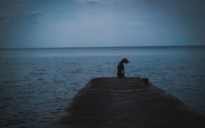 Urinary frequency overnight pets