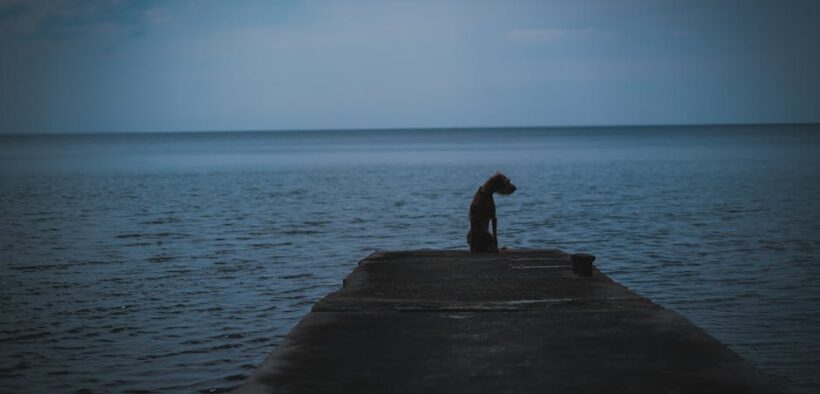 Urinary frequency overnight pets