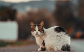 Cat bumpy rash near tail early signs and causes