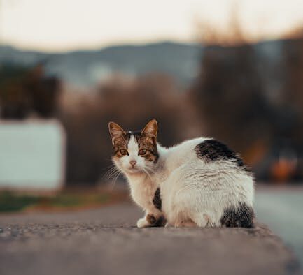 Cat flaky tail base early signs possible reasons