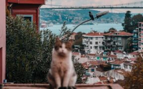 Cat vaccination rules for apartments and shared buildings