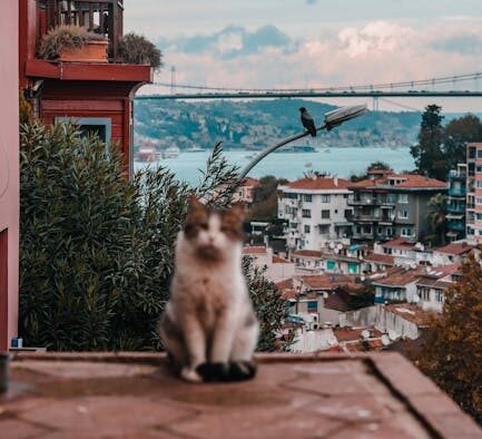 Cat vaccination rules for apartments and shared buildings