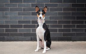 Dog passing small hard stools symptoms and what it may mean