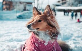 How to start basic training for a new puppy