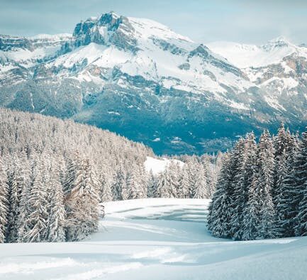 How to start basic training for an adopted dog