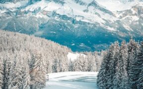 Planning a basic training week for your dog