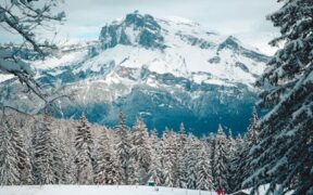 Supplements for dogs living in cold climates