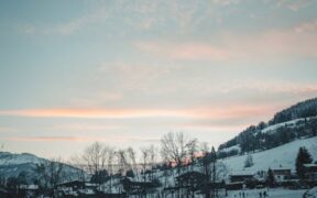 Basic training for dogs in quiet rural areas