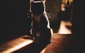 Feline respiratory flare