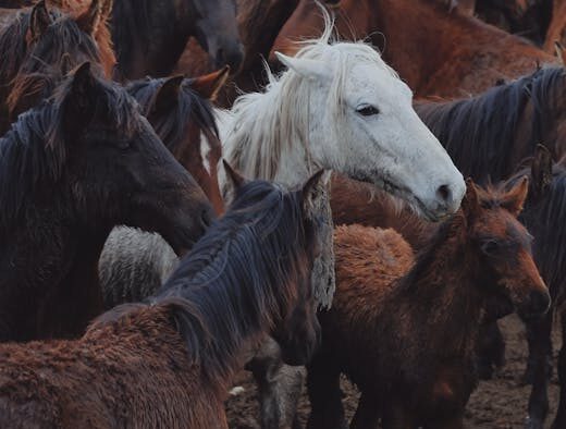 Cats reacting to free roaming animals outside