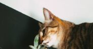 Citrus toxicity cats