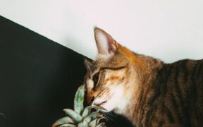 Citrus toxicity cats