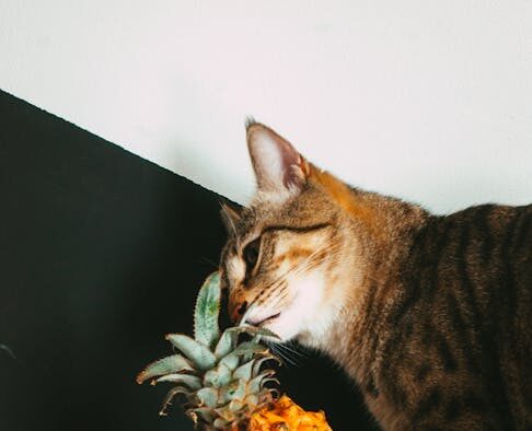 Citrus toxicity cats