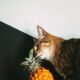 Citrus toxicity cats
