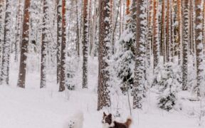 Breath freshening supplements for dogs