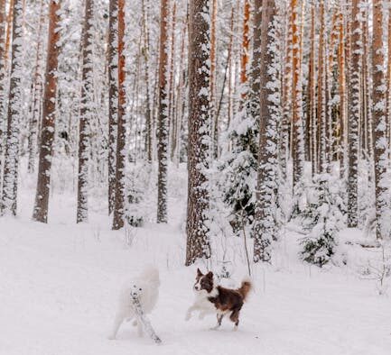 Breath freshening supplements for dogs