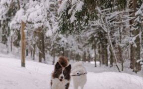 Supplements for maintaining playful energy in dogs