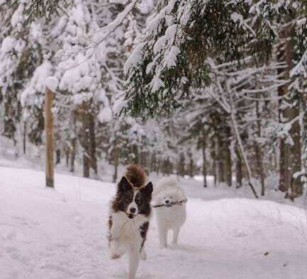 Supplements for maintaining playful energy in dogs