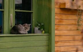 Cat nibbling plants then bringing up foam digestive sign