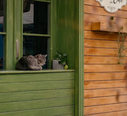 Cat nibbling plants then bringing up foam digestive sign