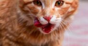 Cat frequent swallowing and licking lips digestive discomfort