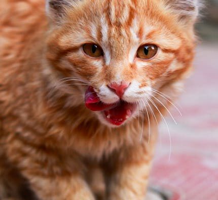 Cat frequent swallowing and licking lips digestive discomfort