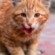 Cat frequent swallowing and licking lips digestive discomfort