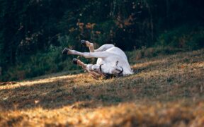 Pet rolling from discomfort