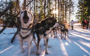 Dogs Freezing Before Reacting