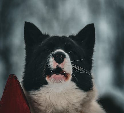 Dog red irritated whisker pads symptoms