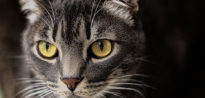 Pet struggling to clear nose