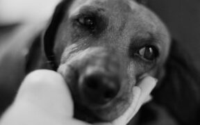 Pet dental care and facial sensitivity