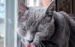 Cat paw licking causes and when to be concerned