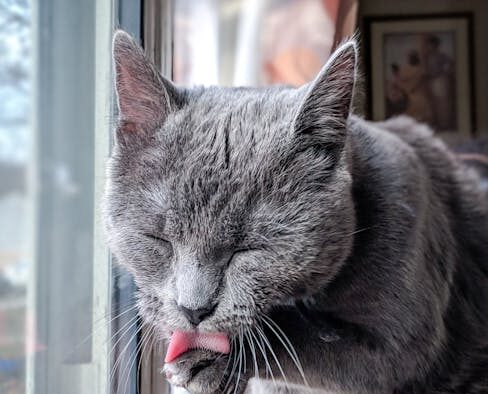 Cat paw licking causes and when to be concerned