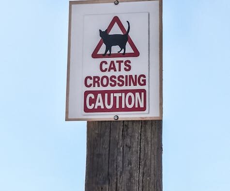 Early Warning Signs of Aggression in Cats