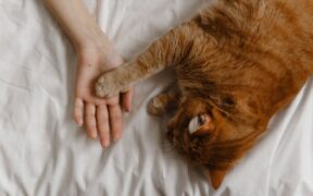 Urine leakage when touched pets