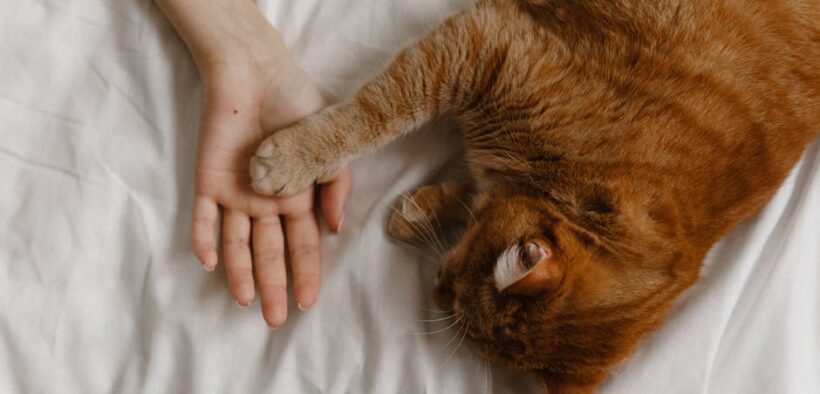 Urine leakage when touched pets