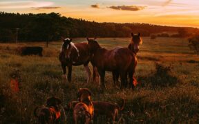Teaching dogs calm behaviour in the evening