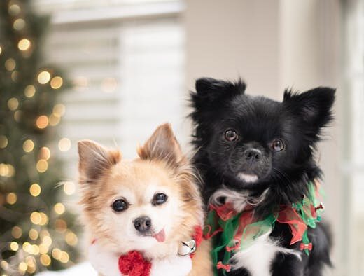 Dogs reacting during play when overwhelmed