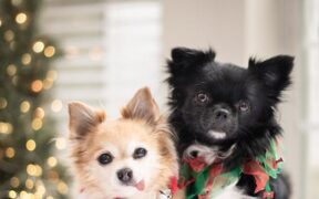 Preventing sunburn in light coated dogs