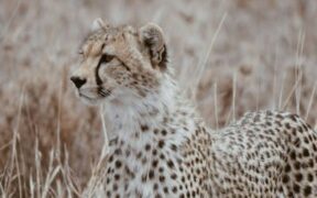 Marinades dangerous to cats