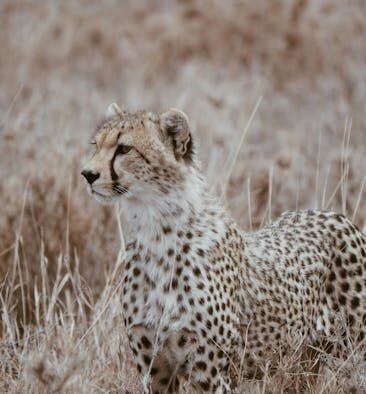 Dangerous deli scraps for cats