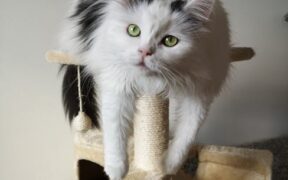 Cat vaccination planning for long term indoor lifestyles