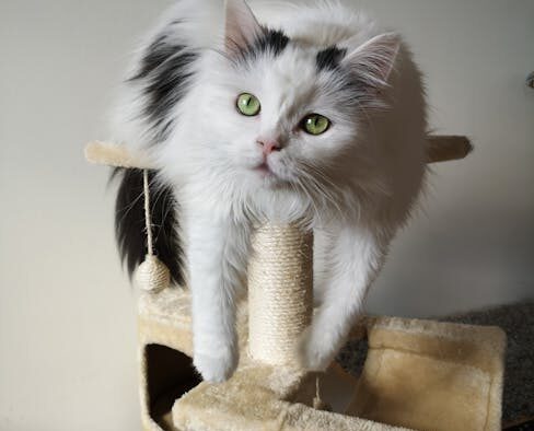 Cat vaccination planning for long term indoor lifestyles