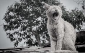 How to keep mouth checks calm for pets